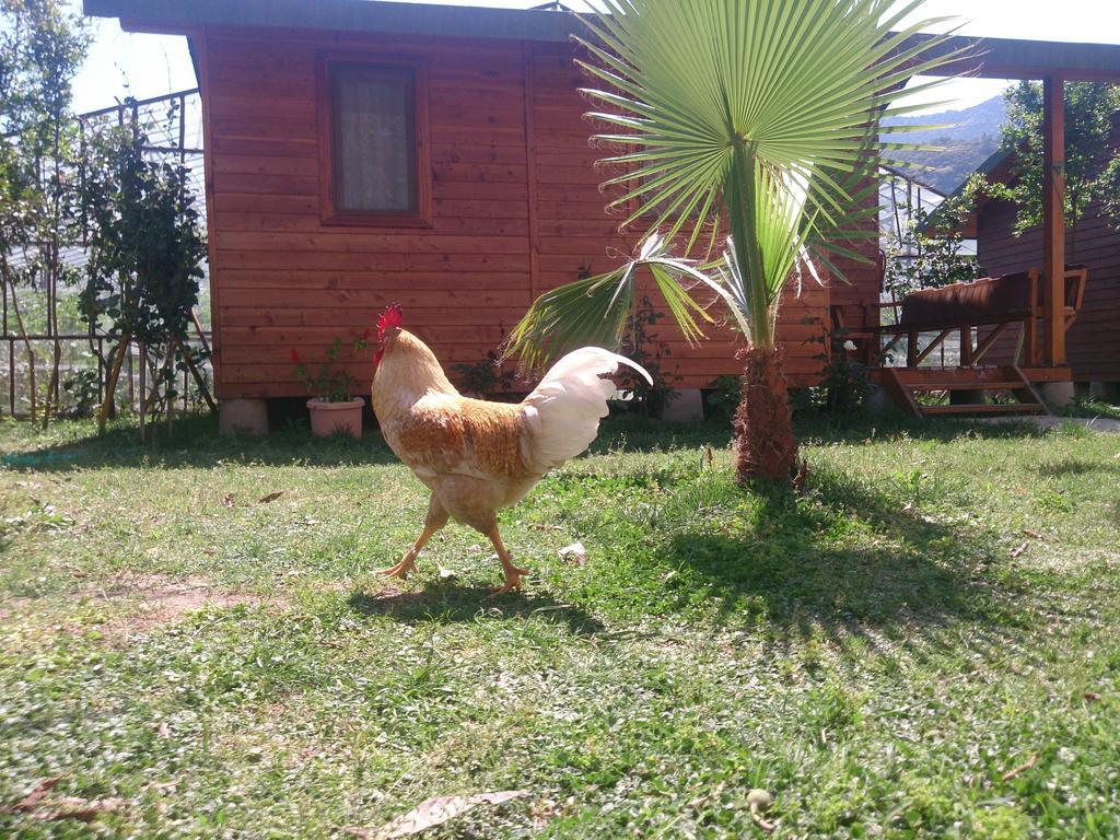 Sera Pansiyon Çıralı Exterior foto